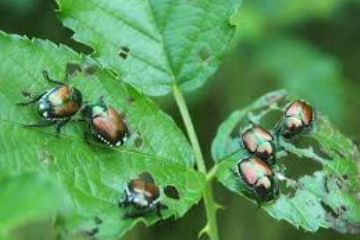 EMERGENZA dell’insetto nocivo &quot;Popillia Japonica&quot;.